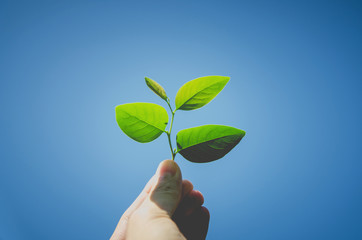 Hand holding green leaf and green leaves on hand with growing concept.