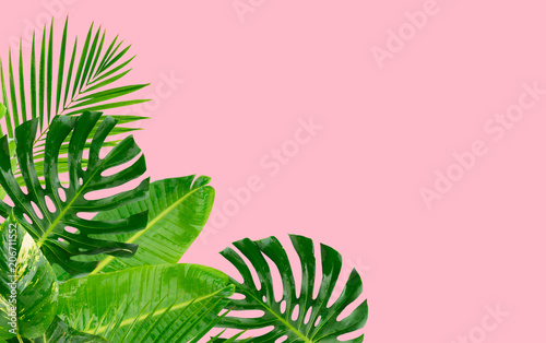 Naklejka na meble Tropikalne liście na różowym tle