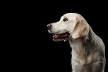 Adorable Portrait Of Golden Retriever Dog Looking Side, Isolated On Black Backgrond, Profile View
