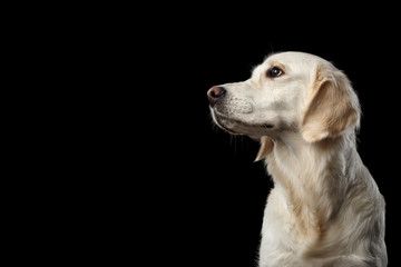 Wall Mural - Adorable Portrait of Golden Retriever Dog Looking side, Isolated on Black Backgrond, profile view