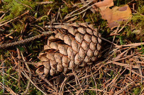 Fotografie, Obraz Waldkiefer, Pinus sylvestris, Gemeine Kiefer, Rotföhre, Weißkiefer, Forche, Zapf