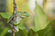 Frog stay on branch