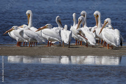 Fotografie, Obraz A squadron of American White Pelicans (Pelecanus erythrorhynchos) gathered on shore