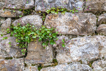 Background from the outer stone wall being exposed to the weather and weed.