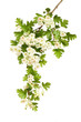 Hawthorn flowers and foliage