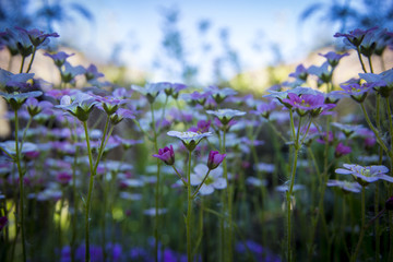 Wall Mural - Small white-pink saxifrage on gentle blue sky background with soft focus. Beautiful flowers on summer meadow on sunny day, floral background with copy space.