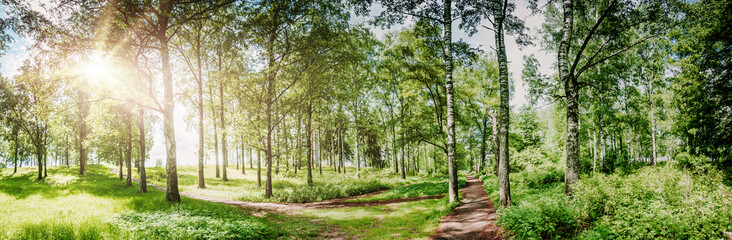 Wall Mural - Summer park panorama