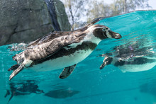 Swimming Penguin In Clean Water