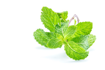 Fresh mint close up on white background