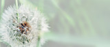 Fototapeta Dmuchawce - Dandelion close up on natural background. Dandelion flower on summer meadow 