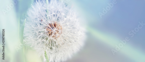 dandelion-zamyka-up-na-naturalnym-tle-kwiat-mniszka-lekarskiego-na-letniej-lace