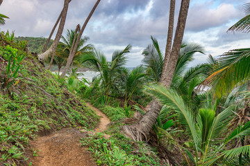 Poster - Trailway from havaizinho to Gamboa beach in the woods