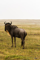 Wall Mural - Blue wildebeest (Connochaetes taurinus), common, white-bearded wildebeest or brindled gnu, large antelope in Ngorongoro Conservation Area (NCA), Crater Highlands, Tanzania