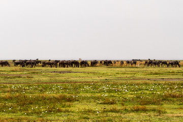 Wall Mural - Field with zebras and blue wildebeest