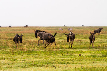 Wall Mural - Field with zebras and blue wildebeest