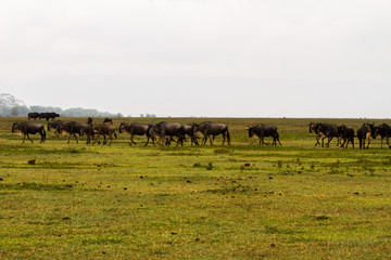 Wall Mural - Field with zebras and blue wildebeest