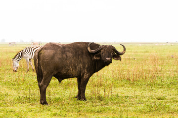 Wall Mural - Syncerus caffer caffer or the Cape buffalo and zebras in Ngorongoro Conservation Area (NCA) World Heritage Site in the Crater Highlands, Tanzania