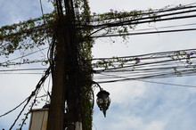 A Tangle Of Electricity And Telephone Wires Around A Pole. They Are Covered In A Vine With Purple Flowers Behind Is An Overcast Sky. A Black Metal Lamp Hangs From The Pole.