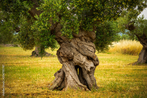 Fotografía Tree trunk of old olive tree in the Apulia region, Italy