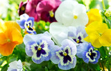 colorful pansy flowers in a garden