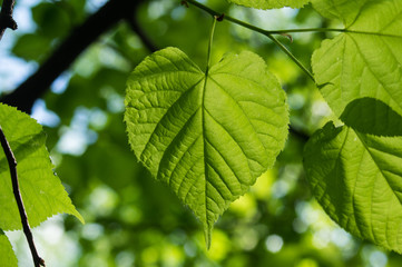 close-up leaf