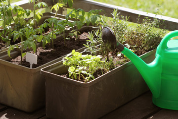 Wall Mural - Container vegetables gardening. Vegetable garden on a terrace. Herbs, tomatoes seedling growing in container