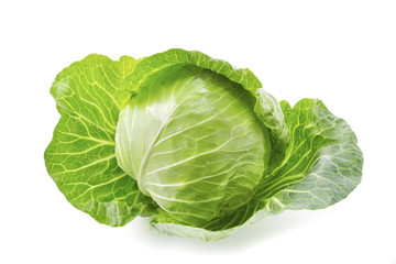 Wall Mural - キャベツ　Cabbage