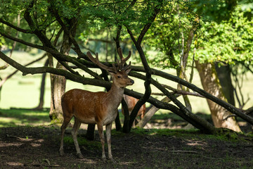 Wall Mural - Deer Animal