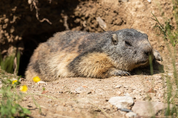 Wall Mural - Marmot Animal