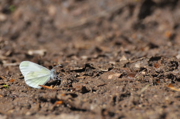 Wall Mural - The Wood White butterfly, Leptidea sinapis. Small white butterfly on ground