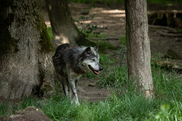 Obraz na płótnie zwierzę las pies portret