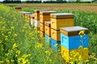 A row of bee hives in a field of flowers