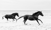 Two Brown Horses Galopading On The Seashore.