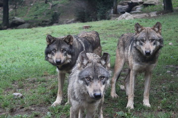  meute loups