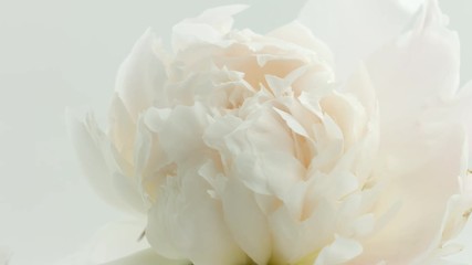 Poster - Blooming white peony background. Beautiful peony flower opening timelapse. 3840X2160 4K UHD video footage