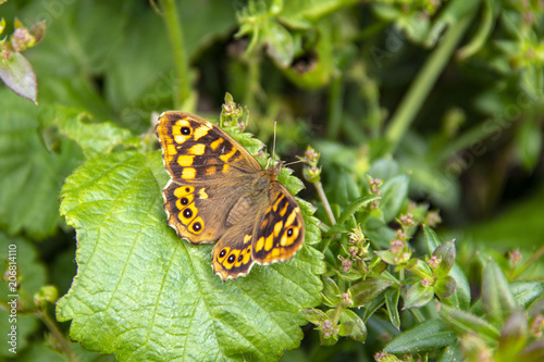 Fotografie, Obraz Papillon Tircis. Pararge aegeria, sur une feuille