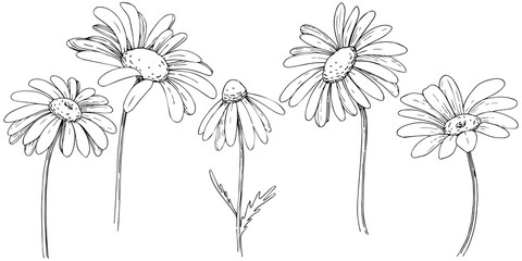 Daisy in a vector style isolated. Full name of the plant: daisy, chamomile. Vector olive tree for background, texture, wrapper pattern, frame or border.