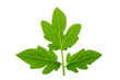 © lewal2010 - fresh leaves of tomato isolated