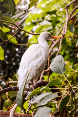 Wall Mural - Colored Tropical Parrot