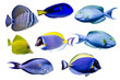 Various species of surgeonfish such as Blue, Red sea sailfin , Powder blue, Sohal, Yellow tang