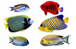 Set of Saltwater angelfish on white isolated background. Emperor, Flame, Bellus, Regal and Japanese swallowtail angelfish