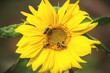 kwiat - Żólty słonecznik, lato i pszczoły
