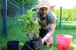  Mann pflanzt Busch im Garten an