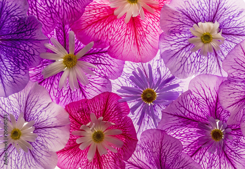 background from flower petals close up