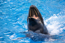 A Laughing Killer Whale, Orcinus Orca, In The Water.