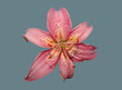Flower of a pink lily