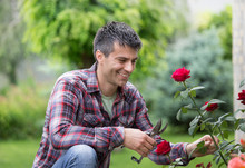 Gardener With Scissors And Red Rose