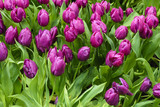 Fototapeta Tulipany - Purple flower tulip lit by sunlight