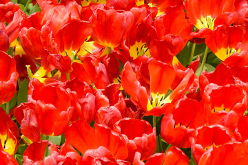 Wall Mural - Red tulip at spring on earth