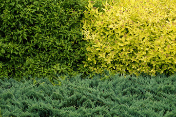 Wall Mural - Three shades of green in the garden, three species of plants including thuja